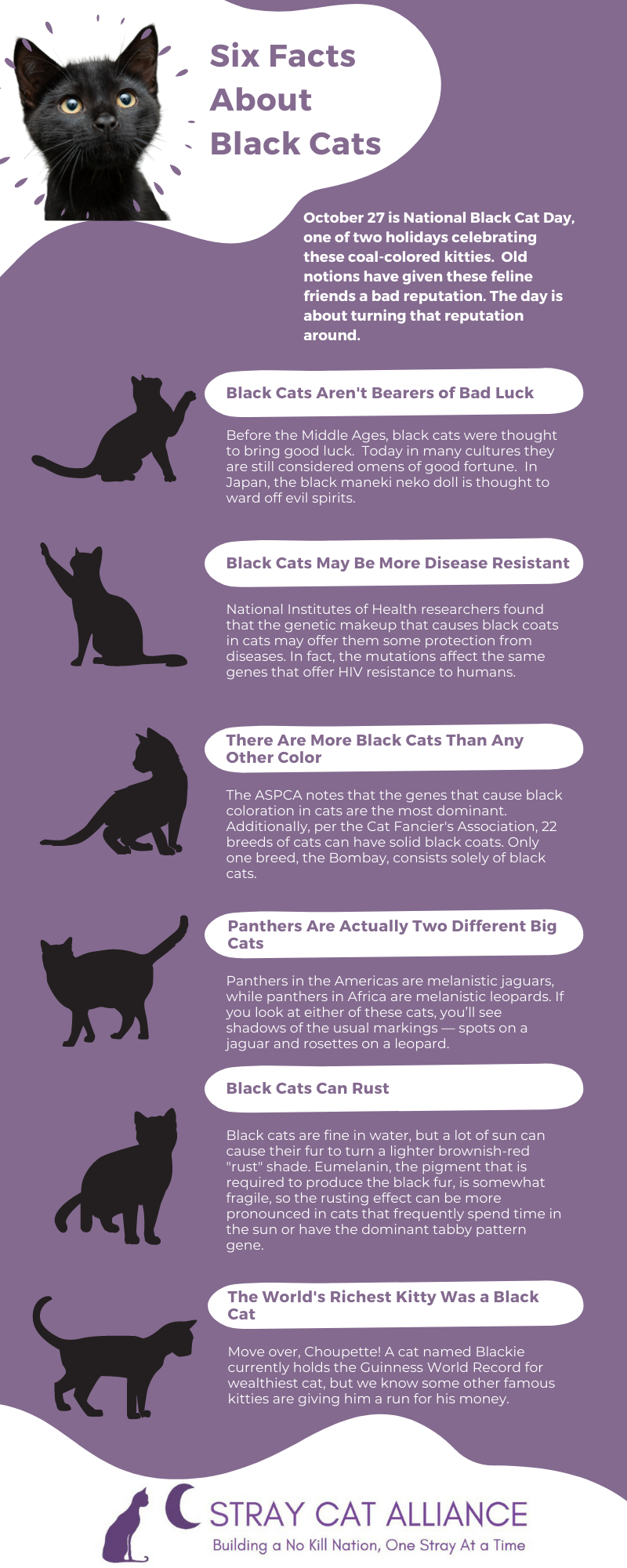 Celebrate National Black Cat Day With Us and Keep Your Kitties Safe This  Halloween!